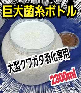 大型クワガタ羽化専用☆2300ml超特大サイズ☆ヒマラヤひらたけ菌糸瓶　特殊アミノ酸強化配合　ギネス狙いに！中がよく見えるクリアボトル