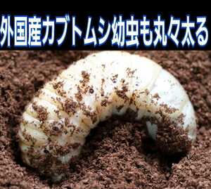 天然の有効菌だけで仕上がった自然発酵バクテリアカブトムシマット☆幼虫の餌、産卵に抜群！オオヒラタケ菌床を野外発酵　クヌギ、ナラ原料