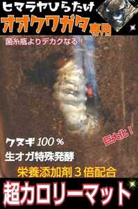 オオクワガタ専用☆超高カロリーマット！クヌギ生オガ特殊発酵！共生バクテリア、特殊アミノ酸など栄養添加剤3倍配合☆究極の特選マット