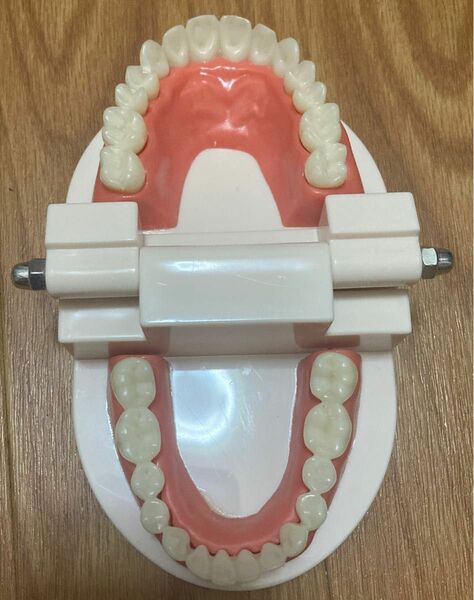 歯科技工 歯科 模型 練習