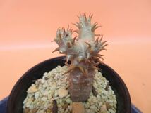 54 Pachypodium bicolor パキポディウム ビカラー サボテン 多肉植物　塊根　コーデックス 塊茎_画像4