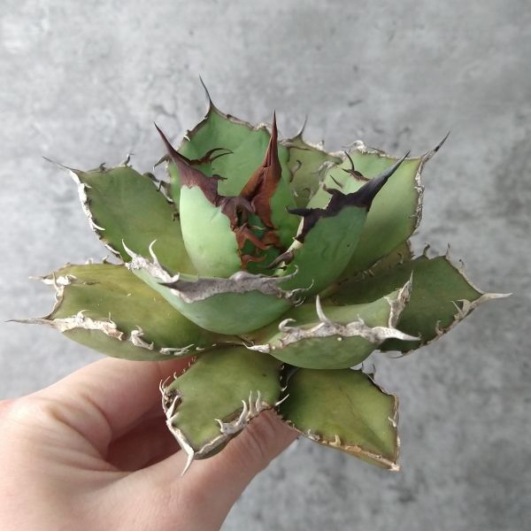 ヤフオク! -「烈焔」(アガベ) (観葉植物)の落札相場・落札価格