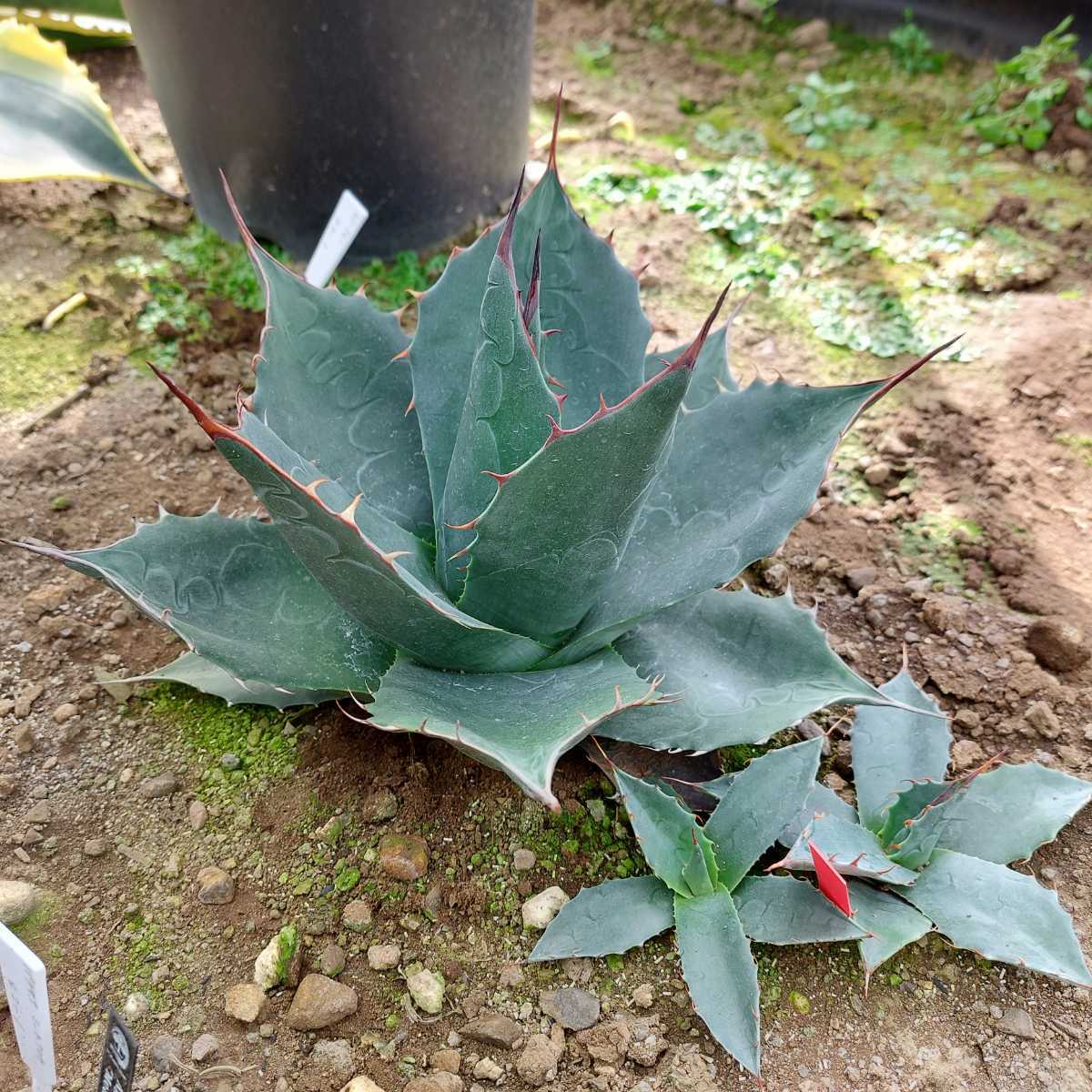 独特の上品 アガベ セルシーノバ 大株 ドライガーデン 植物/観葉植物