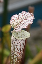 食虫植物　サラセニア　レウコフィラ　実生系　６芽_画像1