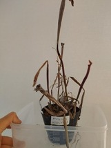 食虫植物　サラセニア　ルブラ　ガルフェンシス×アラバメンシス　３芽_画像2