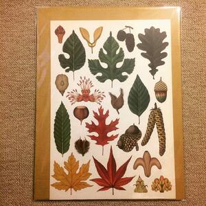 ミニ ポスター「植物画　ボタニカルアート　温帯の木」