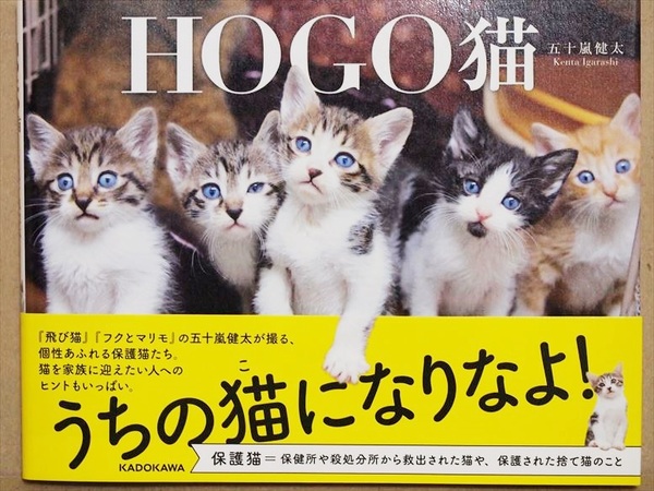 ★送料無料★　『ＨＯＧＯ猫』　五十嵐健太　HOGO猫　保護猫　写真集