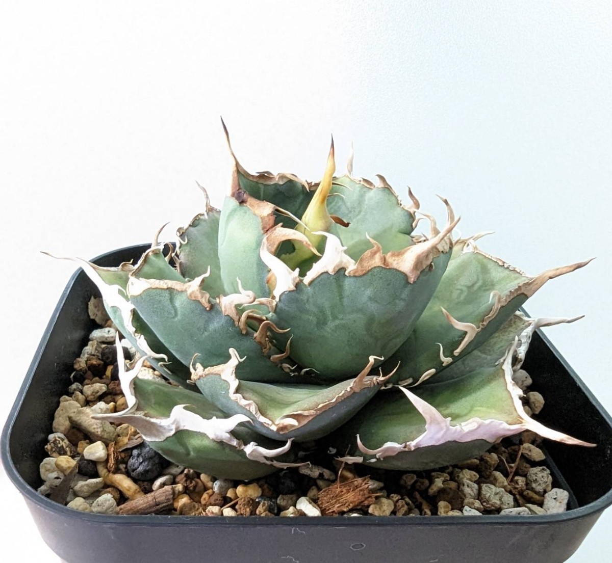 アガベ チタノタ 暴牙 白覆輪 スナグルトゥース 厳竜 台湾輸入株 発根済み 植物/観葉植物 予約販売