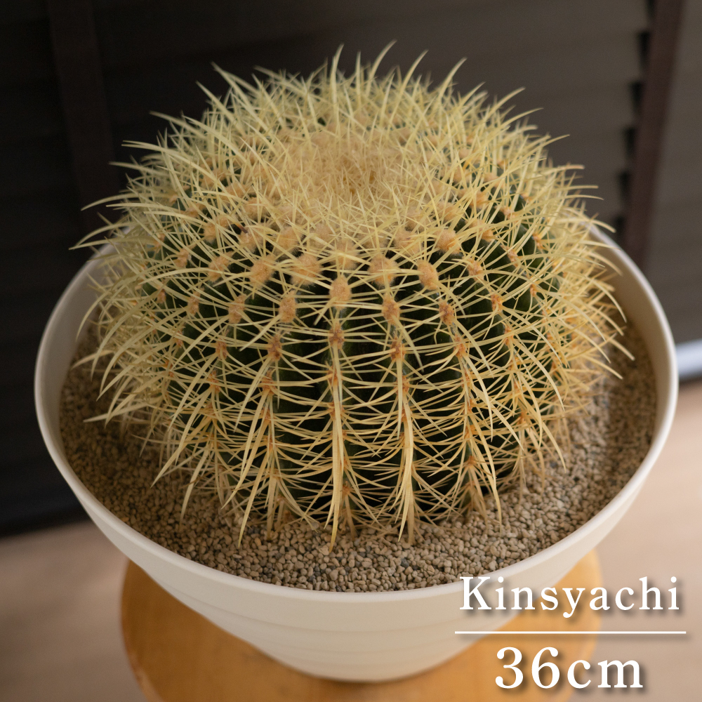 ヤフオク! -サボテン金鯱の中古品・新品・未使用品一覧
