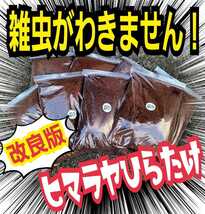 カブトムシ幼虫専用　改良版☆雑虫が全く湧きません！　ヒマラヤひらたけ発酵マット　栄養添加剤入りで大きくなります！産卵にも抜群です_画像7