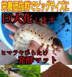 カブトムシ幼虫が丸々太ります！　改良版☆発酵マット　　完全室内製造、新品菌床原料の為、雑虫が全く湧きません！　産卵にも抜群です