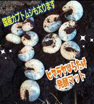 カブトムシ幼虫が丸々太ります！　改良版☆発酵マット　完全室内製造、新品菌床原料の為、雑虫が全く湧きません！　産卵にも抜群です_画像5