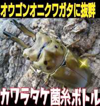 タランドゥスに抜群！カワラ菌糸瓶☆トレハロース・キトサン・ローヤルゼリー強化配合！デカクなる！オウゴンオニクワガタ・レギウスにも！_画像5