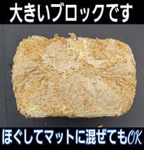 カブトムシ幼虫の栄養強化に！キクラゲ菌床ブロック【12個】　マットに埋め込むだけでモリモリ食べます！　クワガタの産卵材の代わりにもOK_画像5