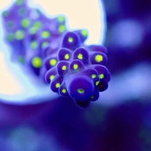 【UCA ultra grade Acropora nana purple】色揚げ個体 オーストラリア産 スゲミドリイシ UCAサンゴの画像3