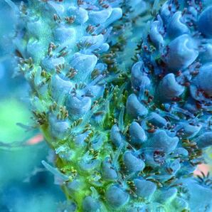 cluster size【UCA Acropora Delfuego polyp two-tone】色揚げ個体 Urtra Coral Australia オーストラリア産 ミドリイシの画像2