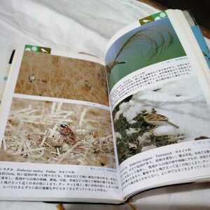  field illustrated reference book japanese wild bird . inside ..JAPAN color 228 page bird postage 185 jpy other 