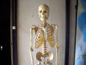 人体骨格標本・骨格模型 / 整骨院・オブジェ等