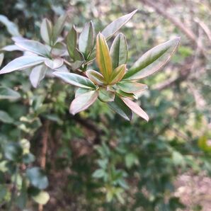 挿し穂５本お譲りします。黄色のお花が咲き綺麗です。