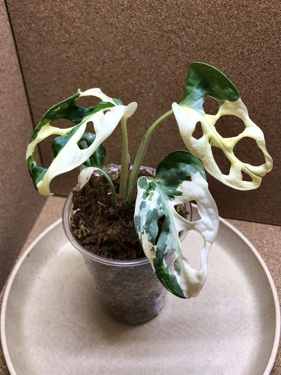 ❣️超激レア❣️斑入り モンステラ バリエガータ❣️極上品‼️③ 植物