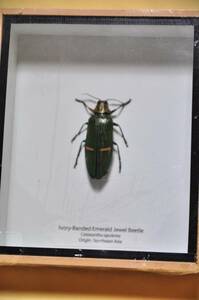 ◆昆虫標本 タマムシ EMERALD JEWEL BEETLE◆②