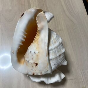 値下げ 天然貝の置物 サイズ23×18