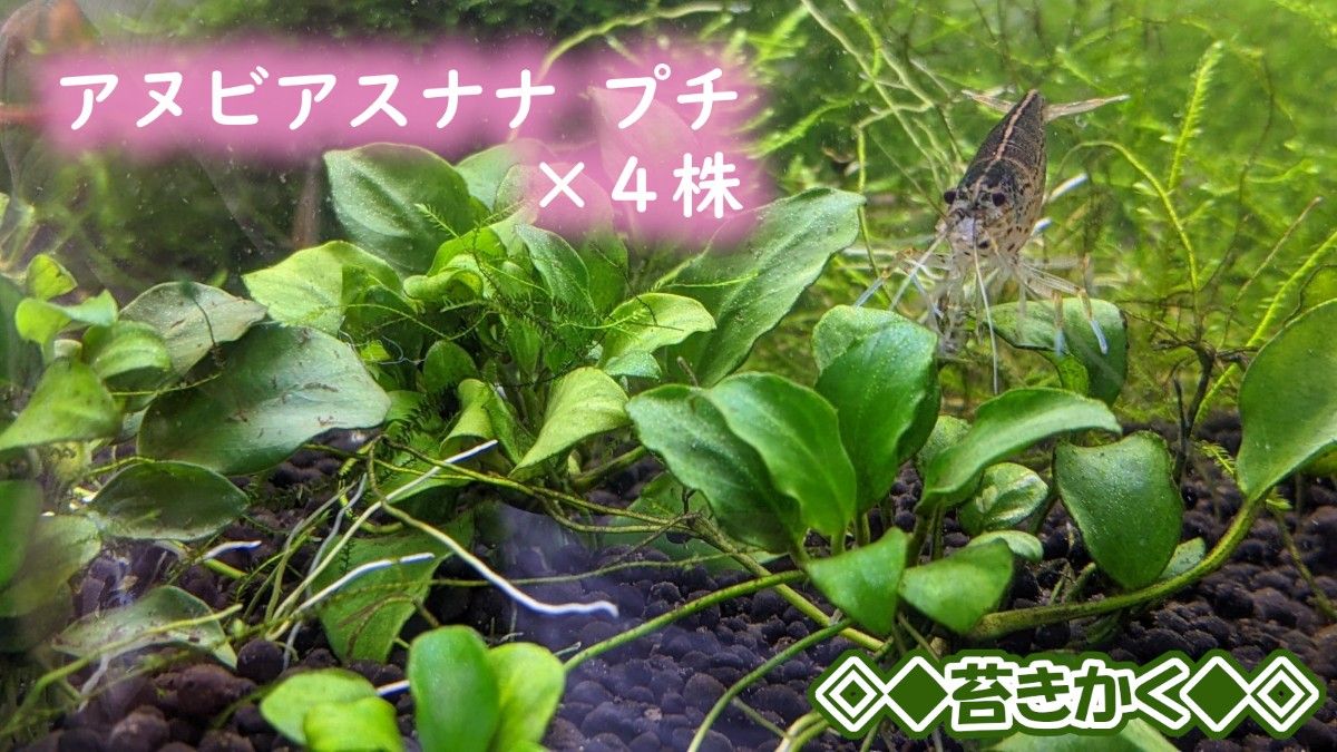 本日限定 特別セール 水草 アヌビアス ナナプチ新型丸葉 大量 15株