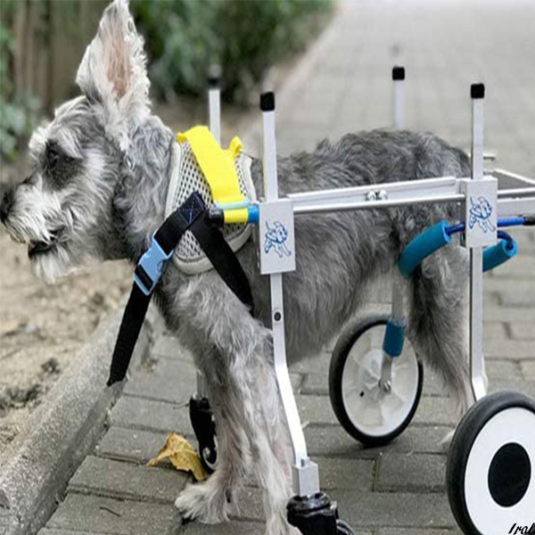 犬用車椅子 歩行器の値段と価格推移は？｜16件の売買情報を集計した犬 