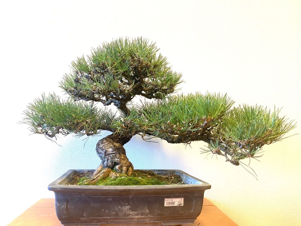 世界有名な ‼️大特価‼️黒松大品模様木 ¥120000→¥63000 - www