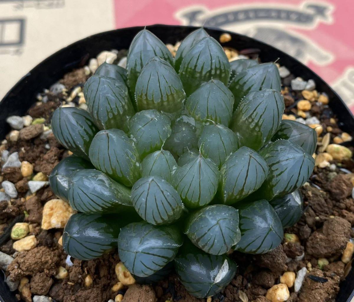 送料無料/新品】 多肉植物 ハオルチア 紅岩オブツーサ錦