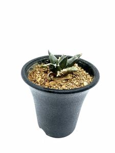 Ariocarpus trigonus　アリオカルプス　三角牡丹 実生選別株　検ゴジラ　ボタン　亀甲ボタン　花　サボテン