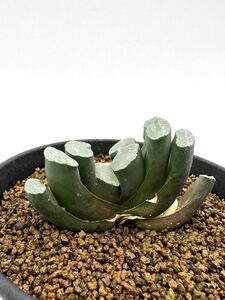 ハオルチア 玉扇 ブルーコンゲスタ haworthia 抜き苗送料無料 多肉植物　アフリカ原産　サボテン　アガベ　塊根植物