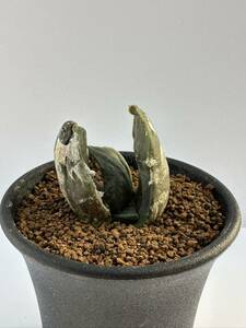 アリオカルプス　皺疣玉牡丹（Ariocarpus retusus f.major）サボテン　実生株　第四種便は送料込　検ゴジラ　亀甲ボタン