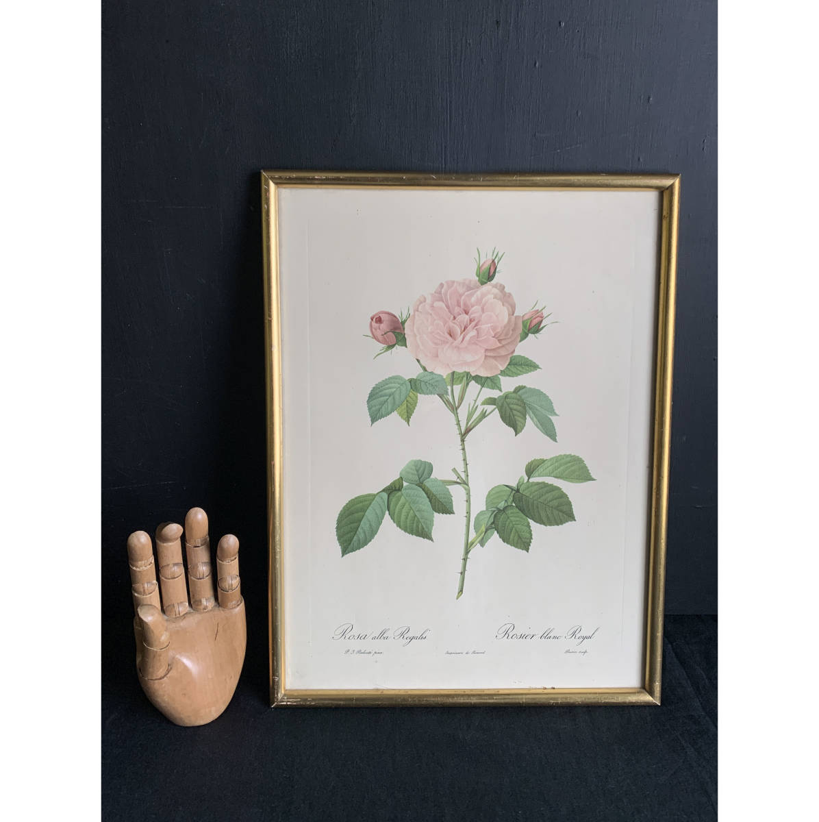 France années 40 Pierre-Joseph Redouté Rose Encyclopédie Botanique Rose Fleur Plante Lithographie Cadre Photo Peinture Art Antique 3, antique, collection, marchandises diverses, autres