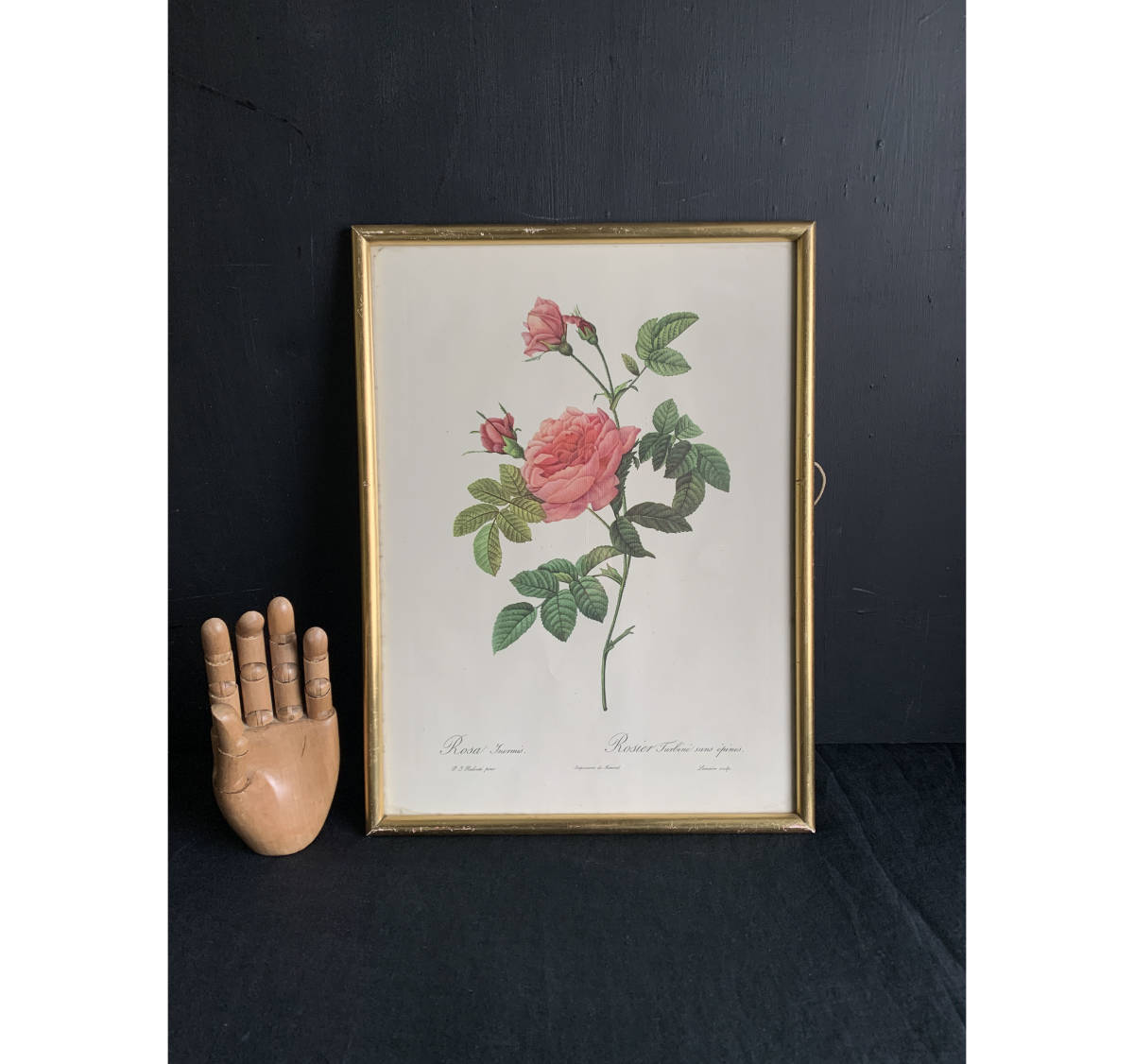 Frankreich 40er Jahre Pierre-Joseph Redouté Rose Enzyklopädie Botanische Rose Blume Pflanze Lithografie Rahmen Bilderrahmen Gemälde Kunst Antik 1, Antiquität, Sammlung, Verschiedene Waren, Andere