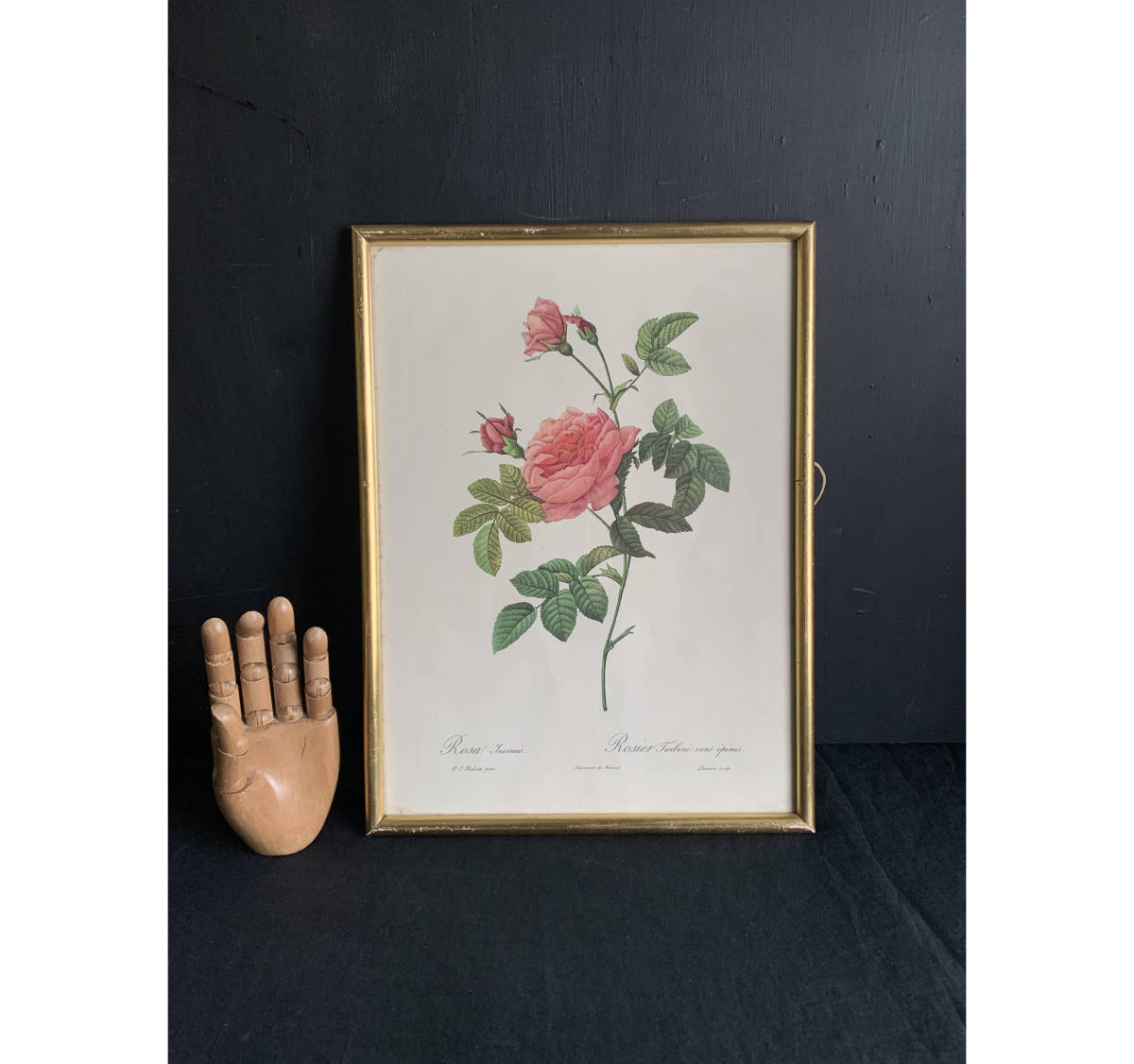 France années 40 Pierre-Joseph Redouté Rose Encyclopédie Botanique Rose Fleur Plante Lithographie Cadre Photo Cadre Peinture Art Antique 1, antique, collection, marchandises diverses, autres