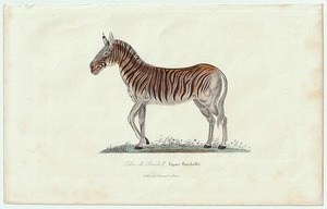 1838年 Buffon 博物誌 Lesson 補完版 鋼版画 手彩色 ウマ科 ウマ属 バーチェルサバンナシマウマ Equus burchellii 博物画