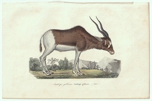 1838年 Buffon 博物誌 Lesson 補完版 鋼版画 手彩色 ウシ科 アダックス属 アダックス Antilope gibbosa 博物画