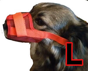  dog for muzzle; ferrule uselessness .. red L