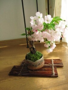 盆栽 観葉植物 人気 お花見　桜　手の中で見る　桜盆栽