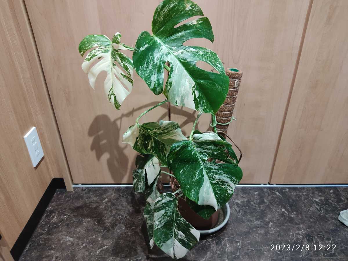 美斑入り モンステラ ボルシギアナ ホワイトタイガー 植物/観葉植物