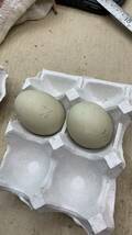 コールダック　白×白　食用卵　有精卵　2個_画像1