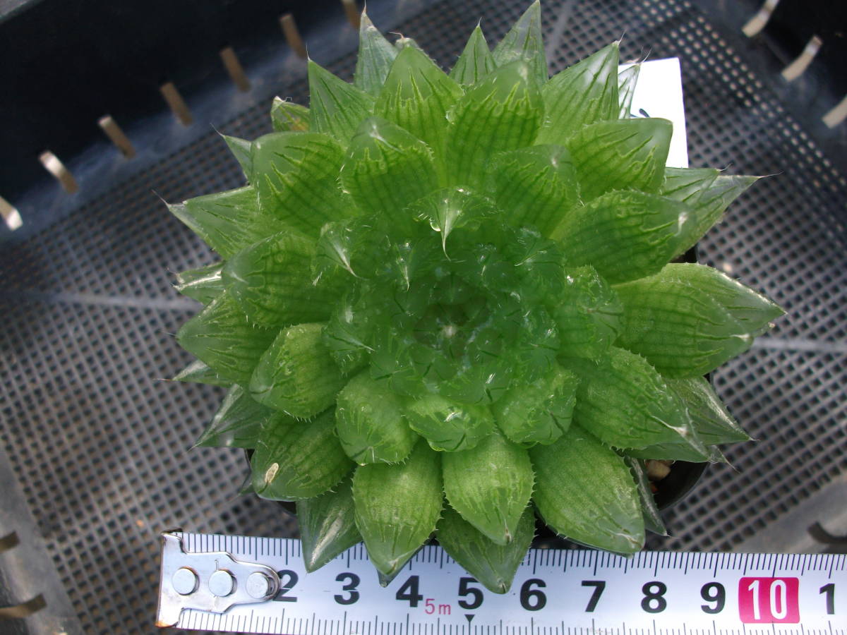 現品】マクロザミア・ムーレイ 8号 6c番 花、園芸 観葉植物 花、園芸 ...