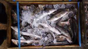 ( fish ) raw genuine Atka mackerel .. box [10~15 pcs rank ]1 box 