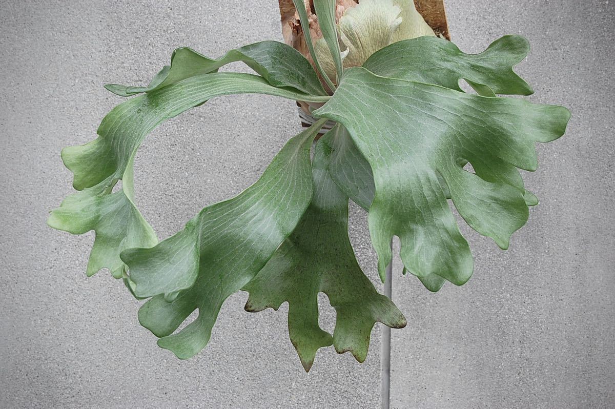 現品】コウモリラン アンディナム Platycerium andinum 南米唯一の原種