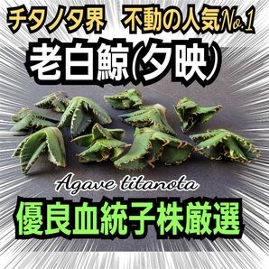 アガベ 　チタノタ 老白鯨　夕映【厳選2株セット】狂刺 優良血統子株　白く長いイカつい棘、そして厚みのある葉でカッコいい！