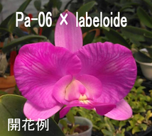 ★247 洋蘭原種カトレア C. walkeriana labeloide × 雫 訳アリ1円スタート_画像5