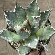 【KAS】 Agave Oteroi Mexico /　アガベ オテロイ オアハカ 育成株 チタノタ titanota KO2192_画像4