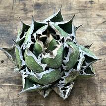 Agave Oteroi Mexico / アガベ オテロイ オアハカ M209 【KOBE AGAVE SHOP】_画像6