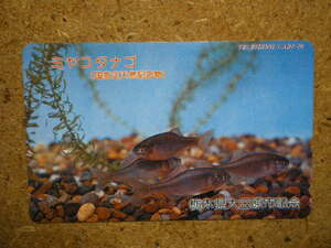 doub* fish miyakotanago large rice field . city .. telephone card 